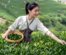绿茶排名前十名品种性价比最高的是哪种(性价比最高的绿茶推荐)