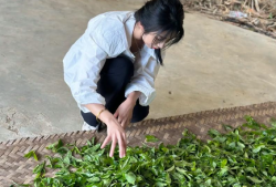白茶的保质期一般多久(白茶存放时间有多久)