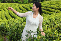 普洱茶属于什么茶系(普洱茶的茶系分类是什么)